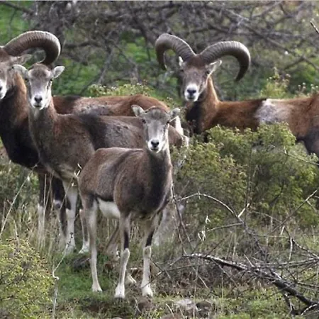 Saint Nicholas Heights Nyaraló